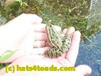 /home//u458753944/public_html/sourcegallery////////////////Frogs/Mixed frogs/P8210385.JPG